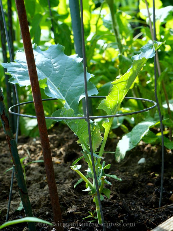Romanesco Broccoli | fiestafriday.net