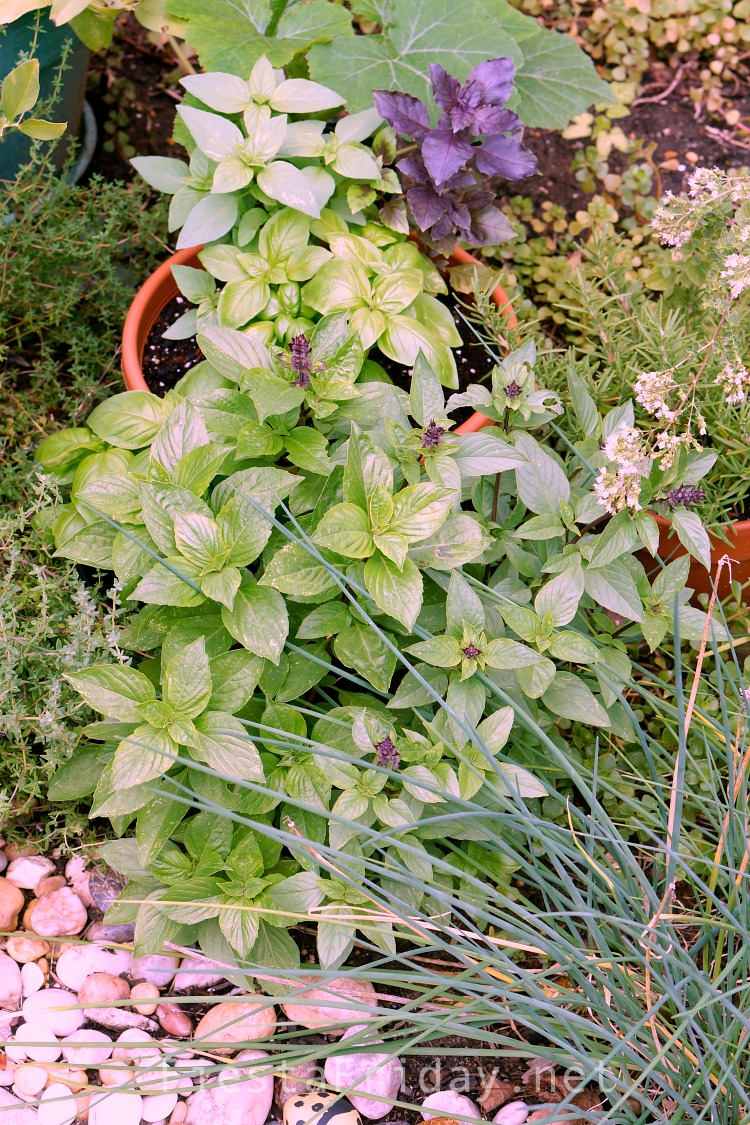 Grow A Basil Garden #basil #basilgarden #herb #herbgarden