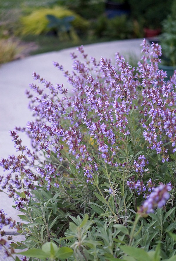 Gluten Free English Lavender Shortbread - Glutarama