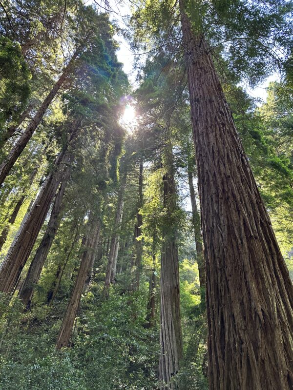 The redwoods of Muir Woods | Fiesta Friday.net