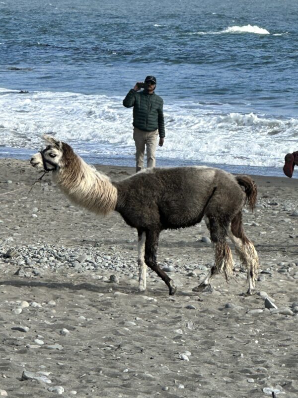 Llama on the beach | Fiesta Friday.net