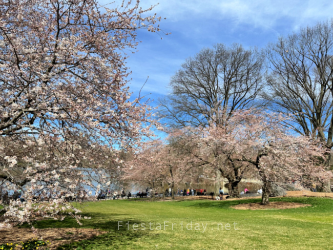 Central Park South | FiestaFriday.net