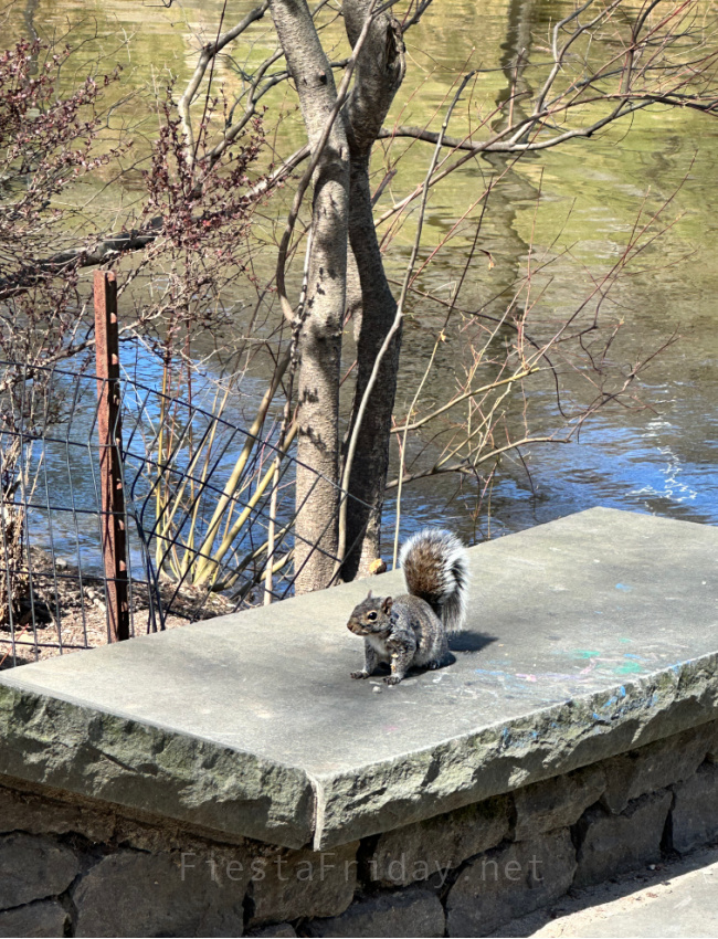Central Park Squirrel | FiestaFriday.net
