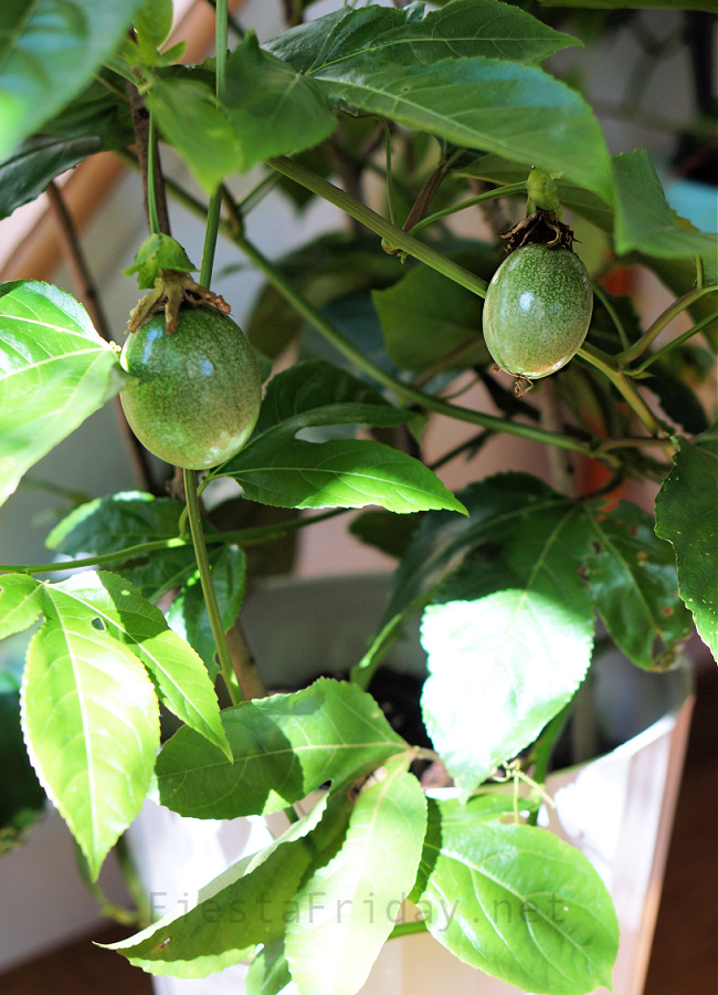 Growing passion fruits indoors | FiestaFriday.net