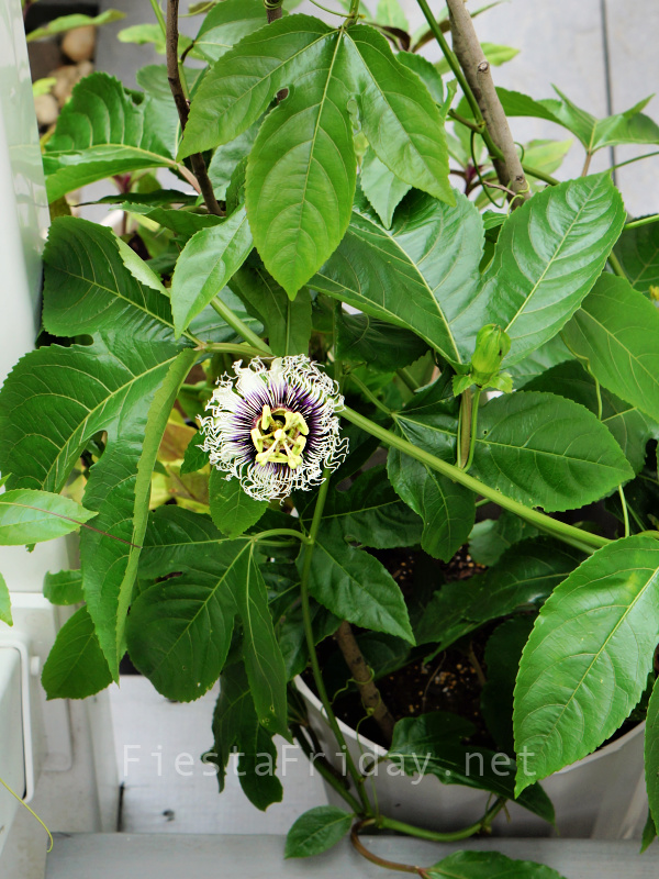 Passion fruit flowers | FiestaFriday.net