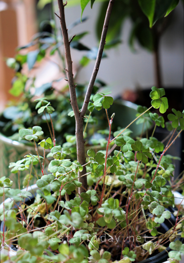 Wood Sorrel | FiestaFriday.net