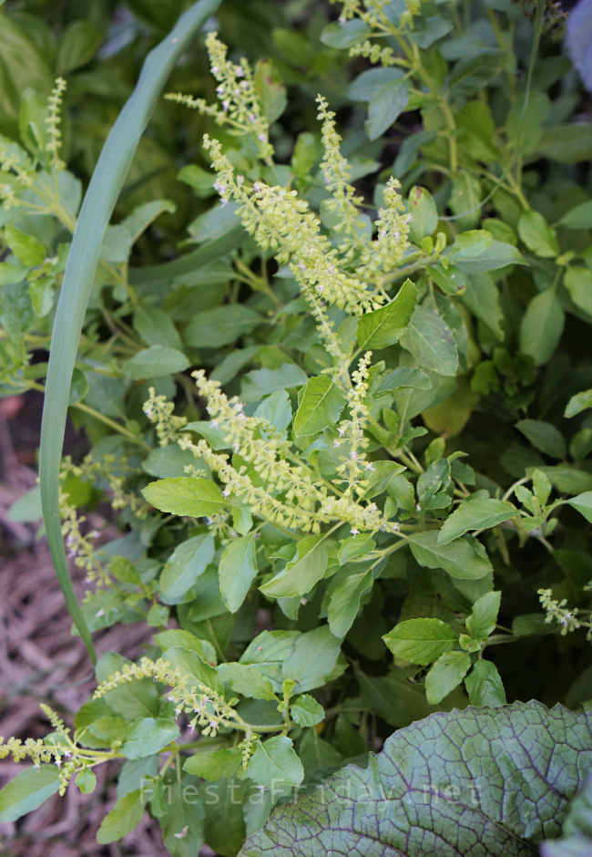 Thai Holy Basil | FiestaFriday.net